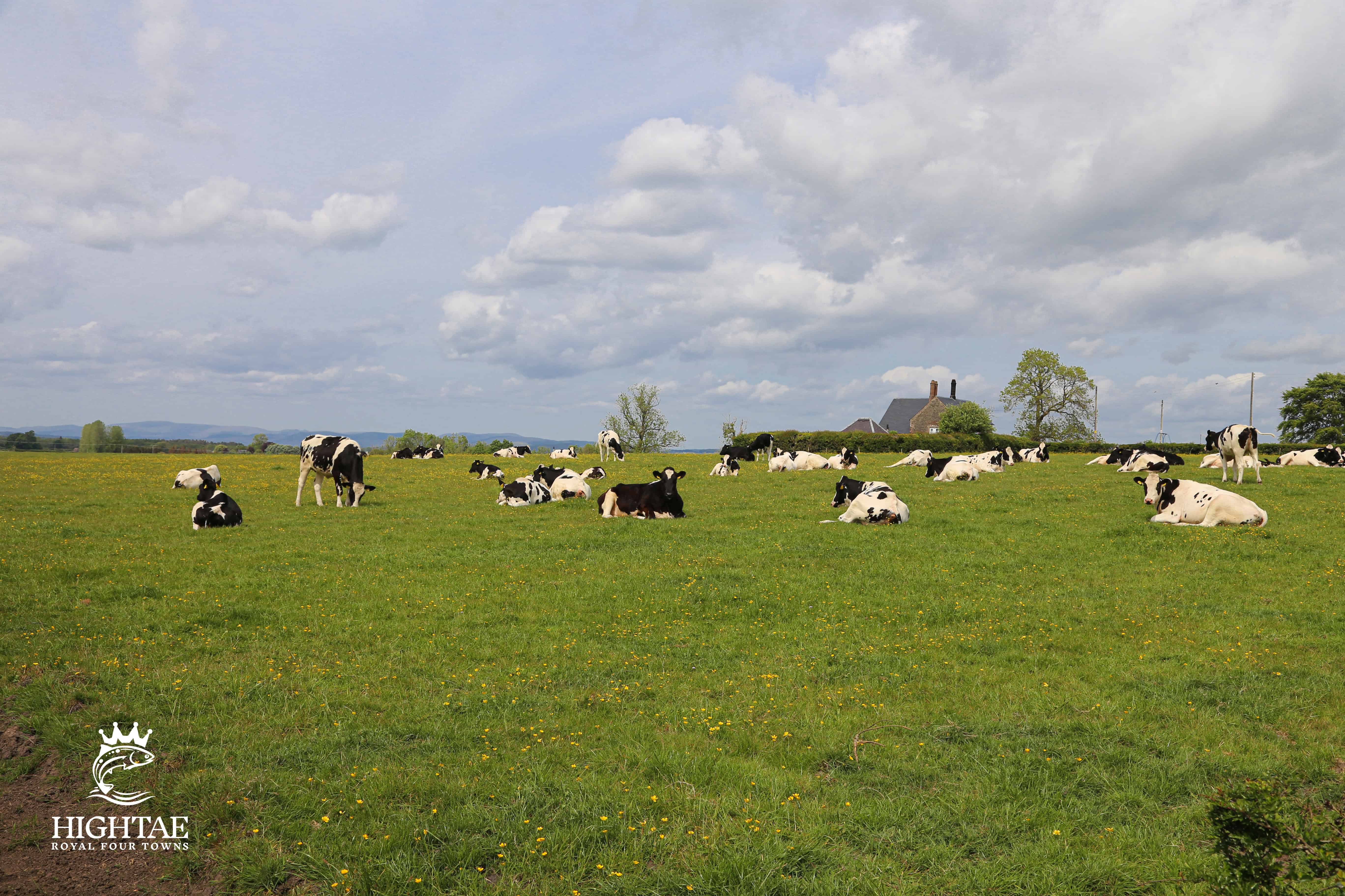 Cows In A Field