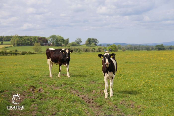 Cows In A Field