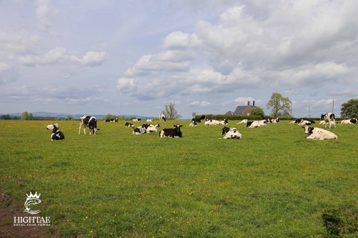 Cows In A Field